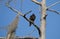 Turkey Vulture on Cypress with Spanish Moss, Okefenokee Swamp National Wildlife Refuge