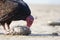 Turkey vulture is eating a dead baloonfish on the beach of the sea