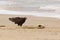 Turkey Vulture Examining a Dead Lake Sturgeon