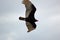 Turkey Vulture face in flight