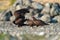 Turkey Vulture feeding at seaside beach