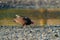 Turkey Vulture feeding at seaside beach