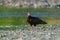 Turkey Vulture feeding at seaside beach