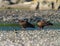 Turkey Vulture feeding at seaside beach