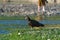 Turkey Vulture feeding at seaside beach