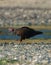 Turkey Vulture feeding at seaside beach