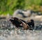 Turkey Vulture feeding at seaside beach