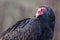 Turkey Vulture (female)