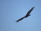 Turkey Vulture in flight