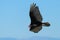 Turkey vulture in flight against a blue sky