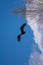 A turkey vulture in flight with a beautiful blue sky with clouds in the background.
