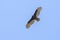 Turkey Vulture In Flight, High Above