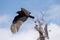 Turkey Vulture In Flight, Shingle Creek, Florida