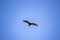 A turkey vulture flying