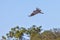 Turkey Vulture Flying Above Trees