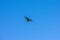 A Turkey Vulture Flying Through a Clear Blue Sky