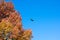 A Turkey Vulture Flying Through a Clear Blue Sky Next to an Orange Tree