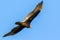 Turkey Vulture Flying in the Sky