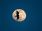 Turkey Vulture and Full Moon