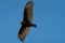 Turkey Vulture gliding in the air