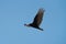 Turkey Vulture gliding in the air