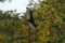 Turkey Vulture gliding in the air