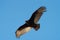 Turkey Vulture gliding in the air