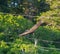 Turkey Vulture gliding in the air