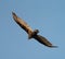 Turkey Vulture gliding in the air