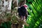 Turkey Vulture at Grande Riviere beach in Trinidad and Tobago