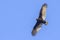 Turkey Vulture Hovering Above