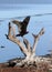 Turkey Vulture Landing