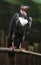 turkey vulture with long neck and dark plumage