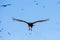 Turkey vulture over the Islas Ballestas, Paracas Peninsula, Peru