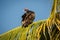 Turkey Vulture on palm tree in mexican Oaxaca state