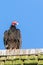 Turkey Vulture Perched on a Roo