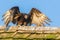 Turkey Vulture Perched on a Roof