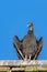 Turkey Vulture Perched on a Roof