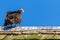 Turkey Vulture Perched on a Roof