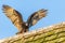 Turkey Vulture Perched on a Roof