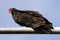 Turkey Vulture perched on streetlight pole