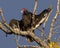 Turkey vulture perched in a tree with wings spread next to a common starling on the bank of Grand River in Oklahoma.