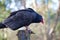 Turkey vulture perches on post at the Raptors, Duncan, BC