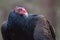 Turkey Vulture Portrait