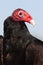 Turkey vulture portrait