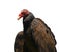 Turkey vulture portrait