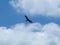 A Turkey Vulture Rides The Thermals On A Hot Late Summer Day