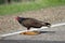 Turkey Vulture and Road Kill