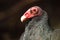 Turkey Vulture Ruff