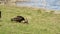 Turkey vulture`s with a meal